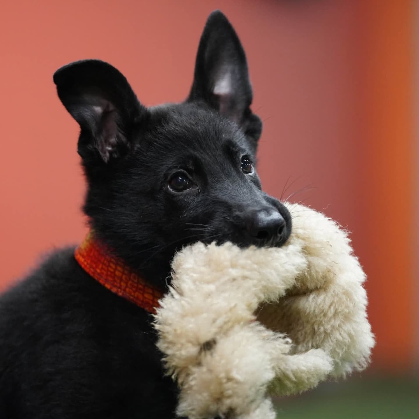 Puppy Criterion - Padded Agitation Collar