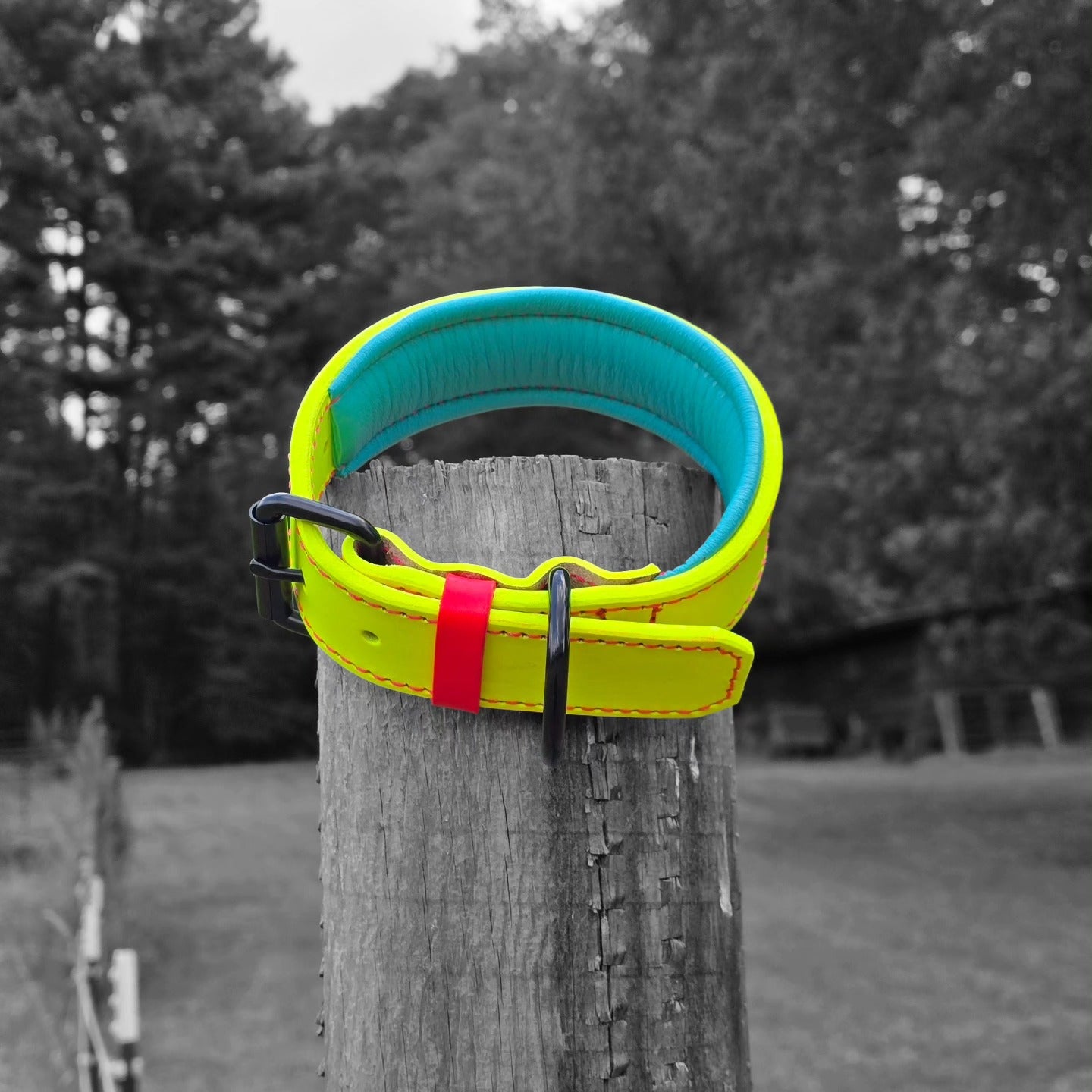 Puppy Criterion - Padded Agitation Collar