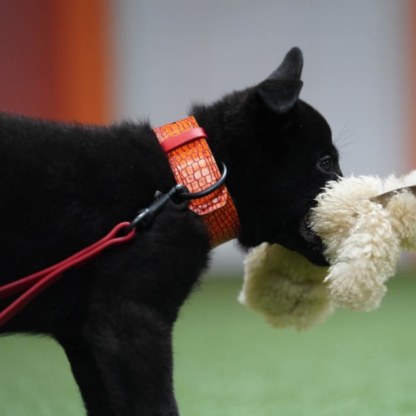 Puppy Criterion - Padded Agitation Collar