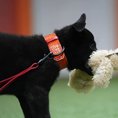 Puppy Criterion - Padded Agitation Collar