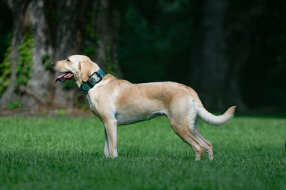 The Boss - Embossed Leather Padded Agitation Collar