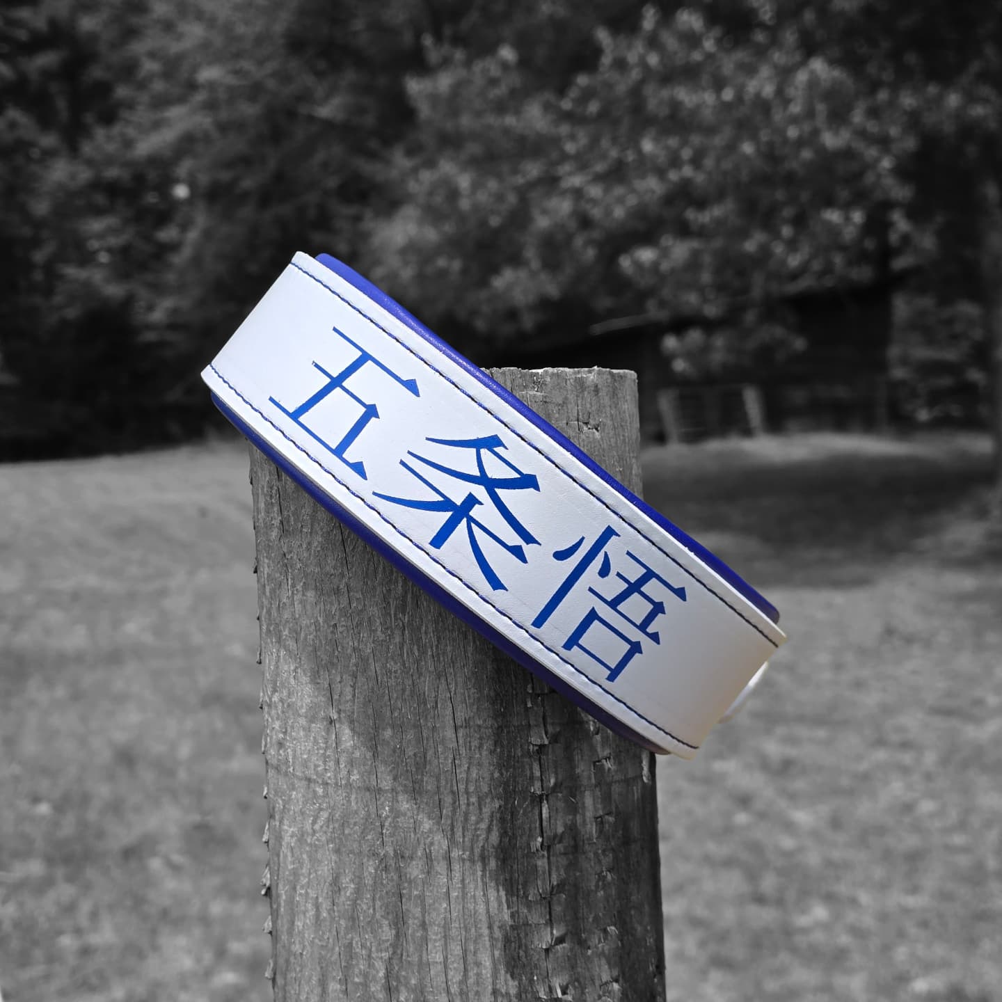 Criterion Padded Agitation Collar