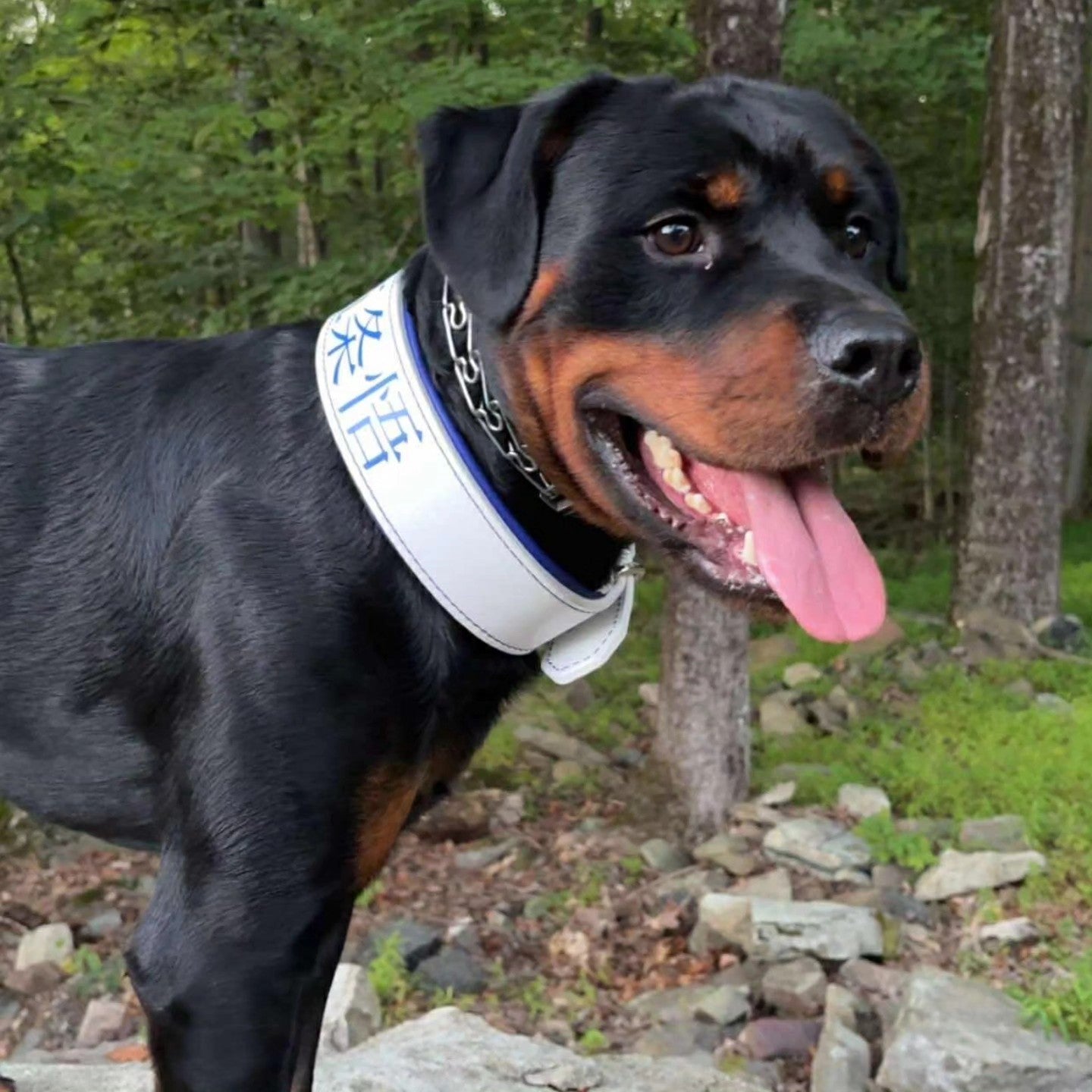 Criterion Padded Agitation Collar