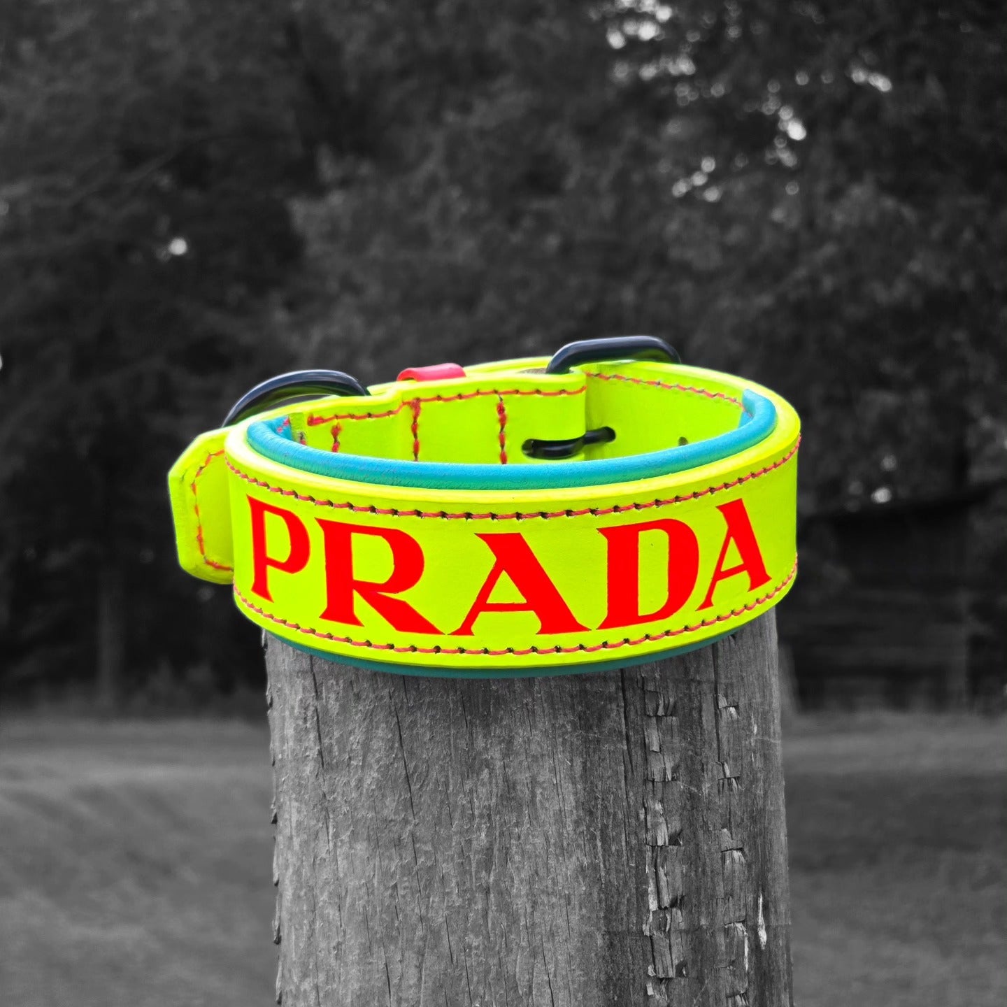 Puppy Criterion - Padded Agitation Collar