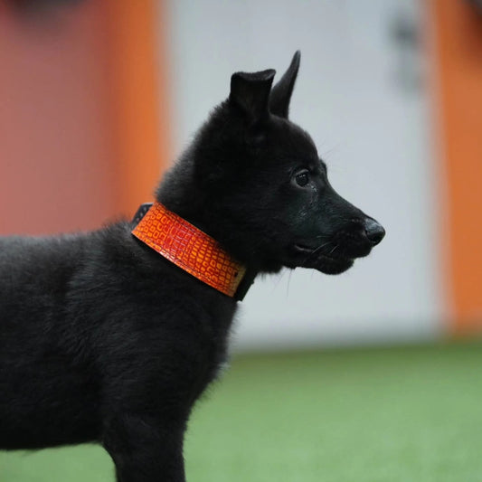 Puppy Criterion - Padded Agitation Collar